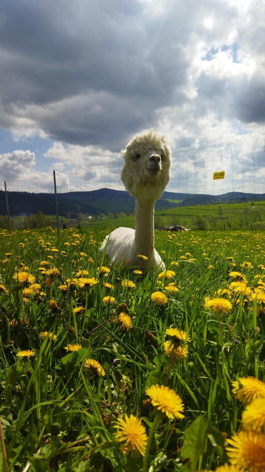 Pastelova Krova - Domki W Bieszczadach Ustrzyki Dolne Exterior foto