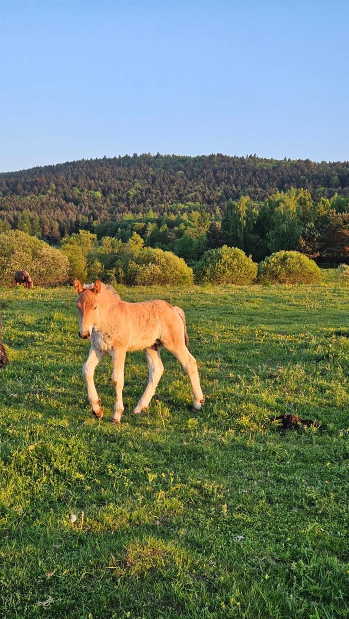 Pastelova Krova - Domki W Bieszczadach Ustrzyki Dolne Exterior foto